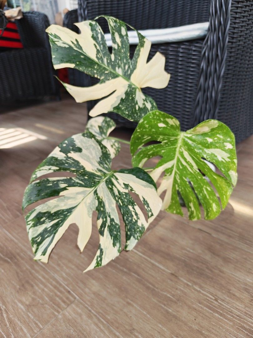 Monstera Creme Brulee