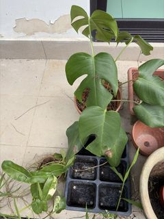 (Category: ) located in . Submitted by azam667 (Listing ID 1435039427, Image 1). Description: .