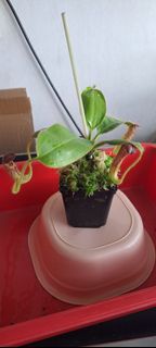 (Category: ) located in . Submitted by Carnivine (Listing ID 1435094384, Image 1). Description: .