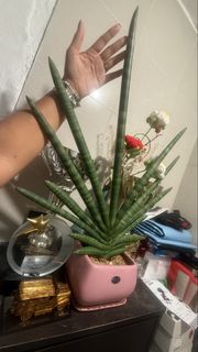 （分類：）位於 。 由 maritess21 提交（商品編號 1435117516，圖片 1）。簡介： 。