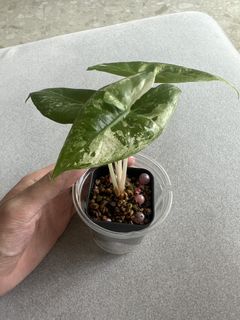 Alocasia pink dragon albo For Sale | Carousell Singapore