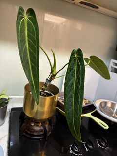 （分類：）位於 。 由 greenday2028 提交（商品編號 1429900161，圖片 1）。簡介： 。