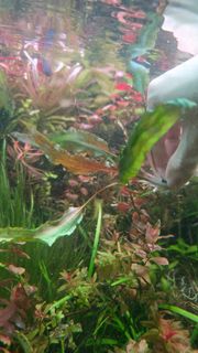 (Category: ) located in . Submitted by undergroundbeavers (Listing ID 1429899509, Image 1). Description: .