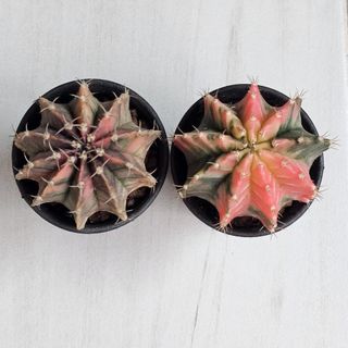 (Category: ) located in . Submitted by blooments (Listing ID 1429906337, Image 1). Description: .