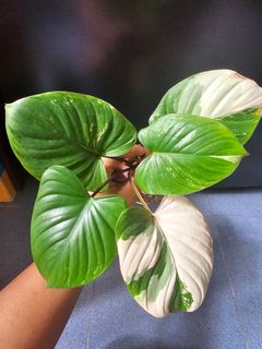 (Category: ) located in . Submitted by happygrowing (Listing ID 1429863691, Image 1). Description: .