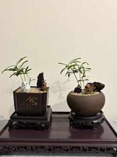 (Category: ) located in . Submitted by jasonsgarden (Listing ID 1429938583, Image 1). Description: .