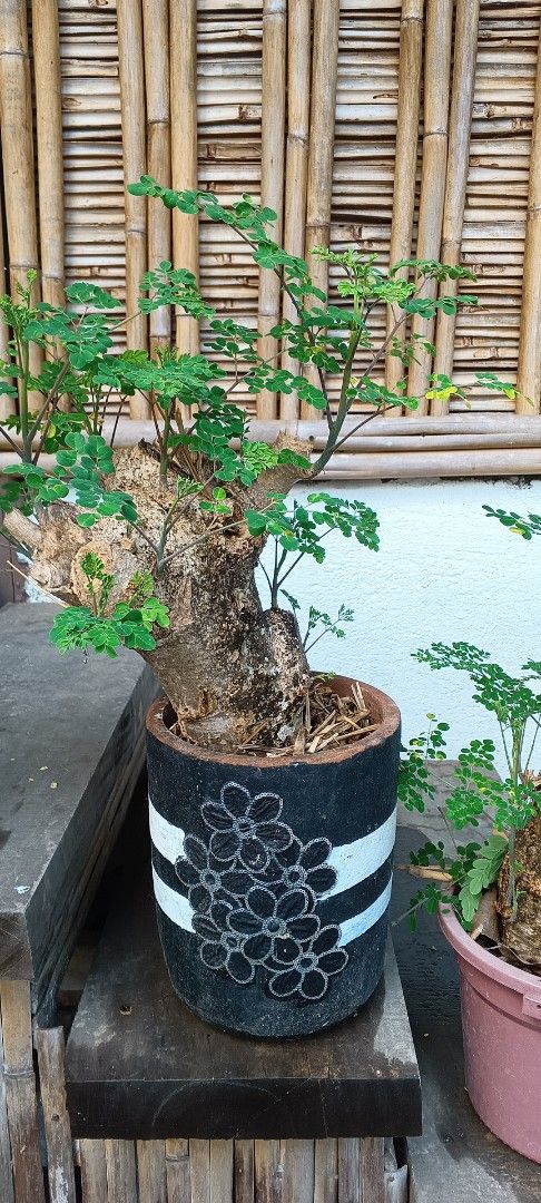 Moringa Tree in Pots (Category: Pots & Planters) located in Pulilan. Submitted by smartshopper516 (Listing ID 1429972799, Image 2). Description: malunggay or moringa bonsai trees. cut from big trees nurtured to produce new shoots/branches. perfect for small spaces like condo balconies or gardens as long there's full sun. have fresh malunggay leaves without the tall trees .