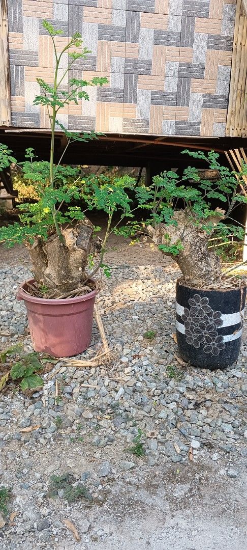 Moringa Tree in Pots (Category: Pots & Planters) located in Pulilan. Submitted by smartshopper516 (Listing ID 1429972799, Image 1). Description: malunggay or moringa bonsai trees. cut from big trees nurtured to produce new shoots/branches. perfect for small spaces like condo balconies or gardens as long there's full sun. have fresh malunggay leaves without the tall trees .