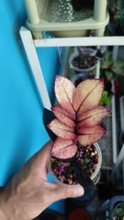 (Category: ) located in . Submitted by desmoteoh (Listing ID 1429842085, Image 1). Description: .