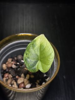 (Category: ) located in . Submitted by plantedtankscapes (Listing ID 1435171520, Image 1). Description: .