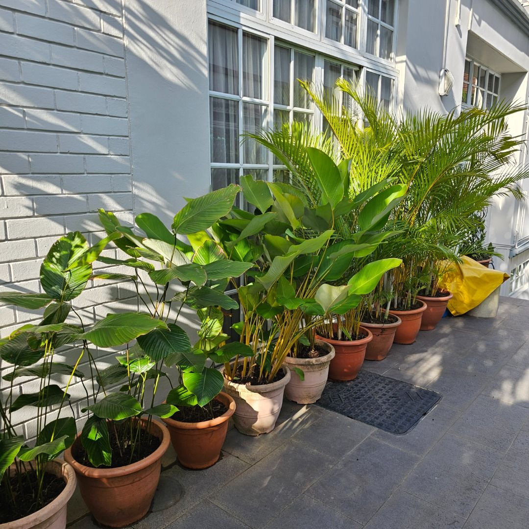 Assorted Potted Plants