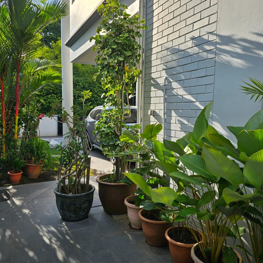 Assorted Potted Plants441157224173424645