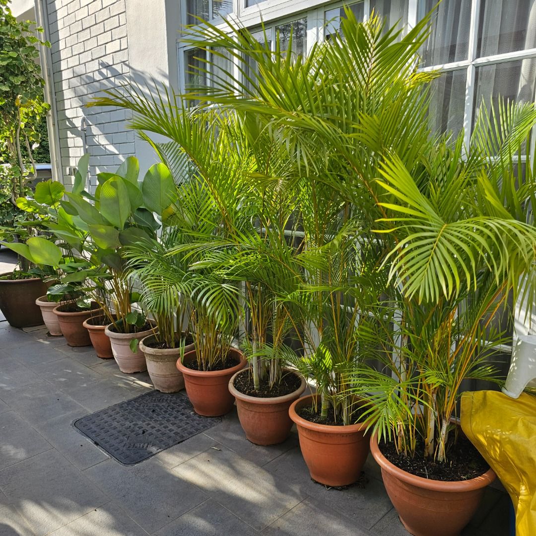 Assorted Potted Plants441157224173424641