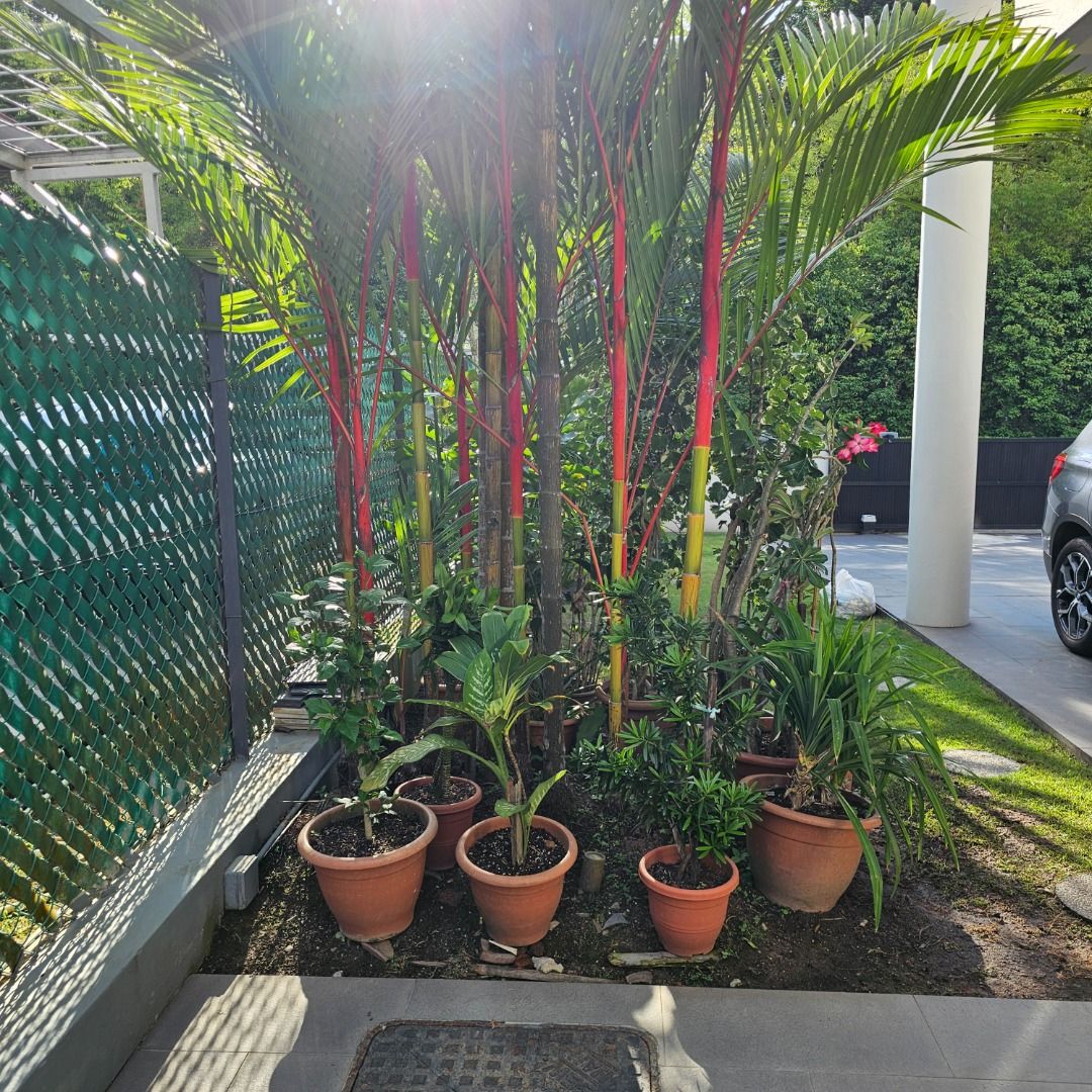 Assorted Potted Plants441157224173424646