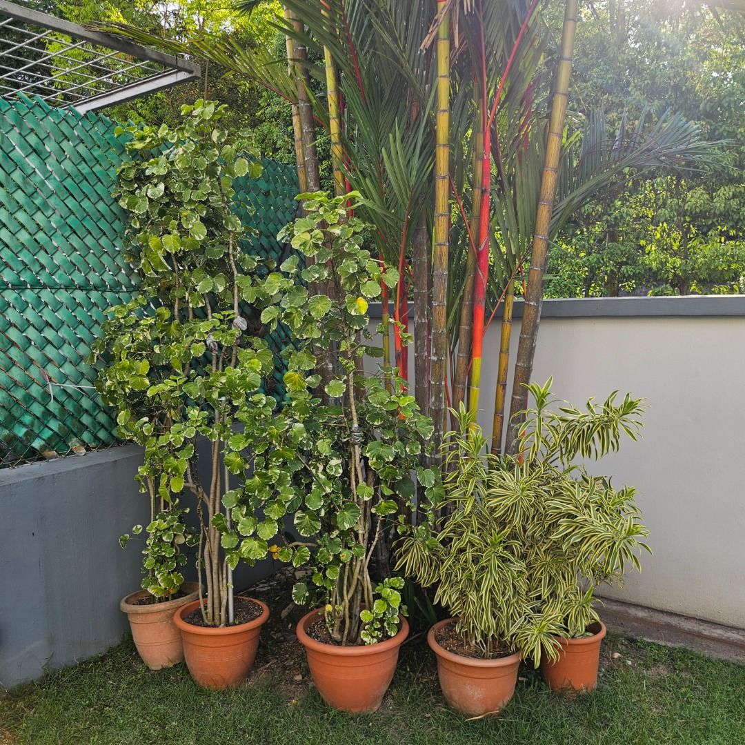 Assorted Potted Plants441157224173424649