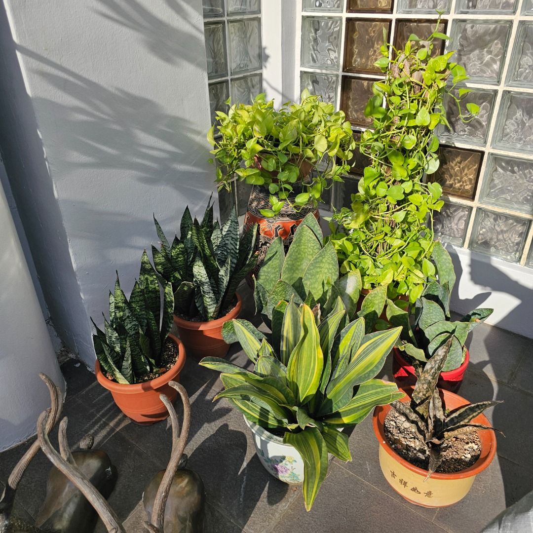 Assorted Potted Plants441157224173424648