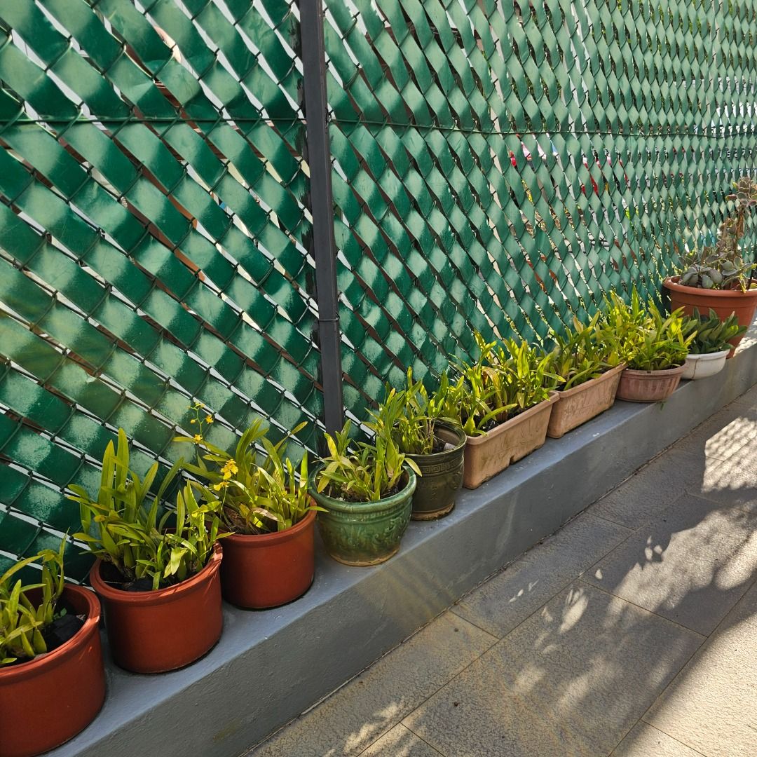 Assorted Potted Plants441157224173424644