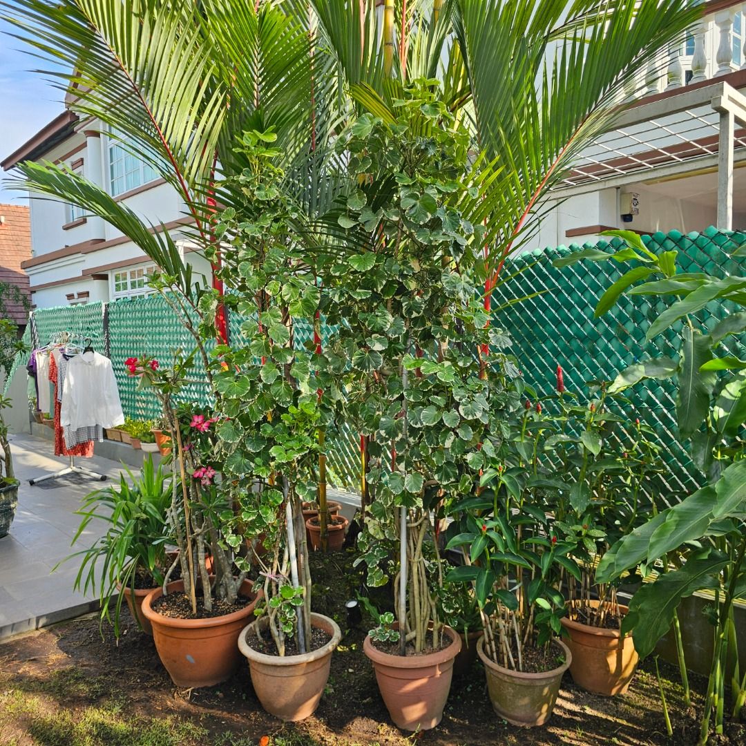 Assorted Potted Plants441157224173424647