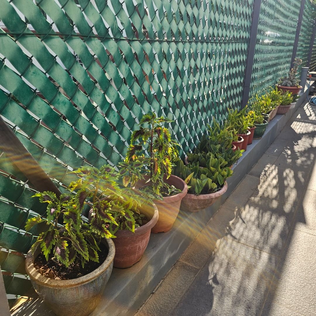 Assorted Potted Plants441157224173424643