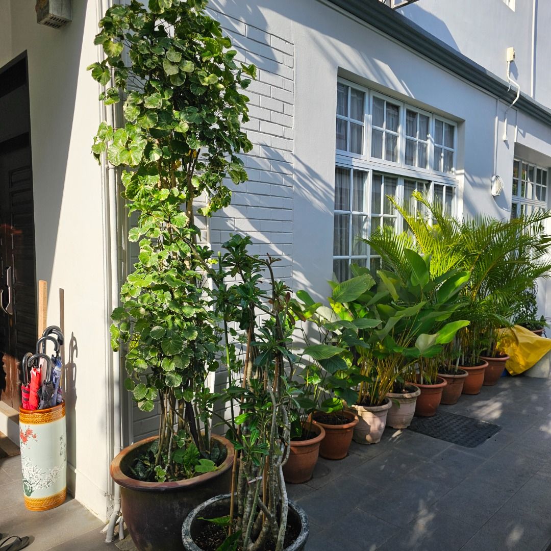 Assorted Potted Plants441157224173424642