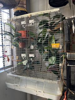(Category: ) located in . Submitted by yscparrot (Listing ID 1435201494, Image 1). Description: .