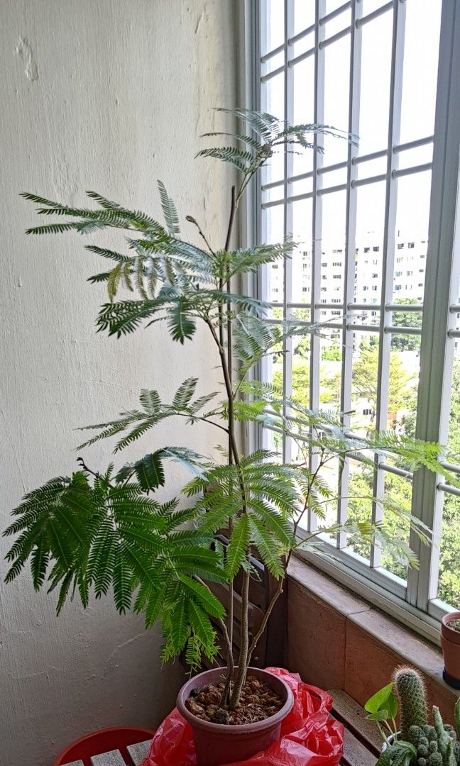 Everfresh tree/plant