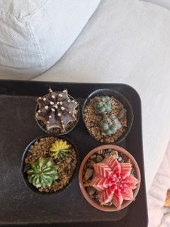 (Category: ) located in . Submitted by wheehehe111 (Listing ID 1435236572, Image 1). Description: .