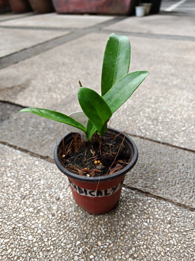 Hoya Pubicalyx Plant (scented flower) (Category: Plants & Seeds) located in Quezon City. Submitted by bowlofcereals (Listing ID 1435206012, Image 3). Description: - Healthy Hoya Pubicalyx plant - Small pot included - Potted in soil with coconut husk .