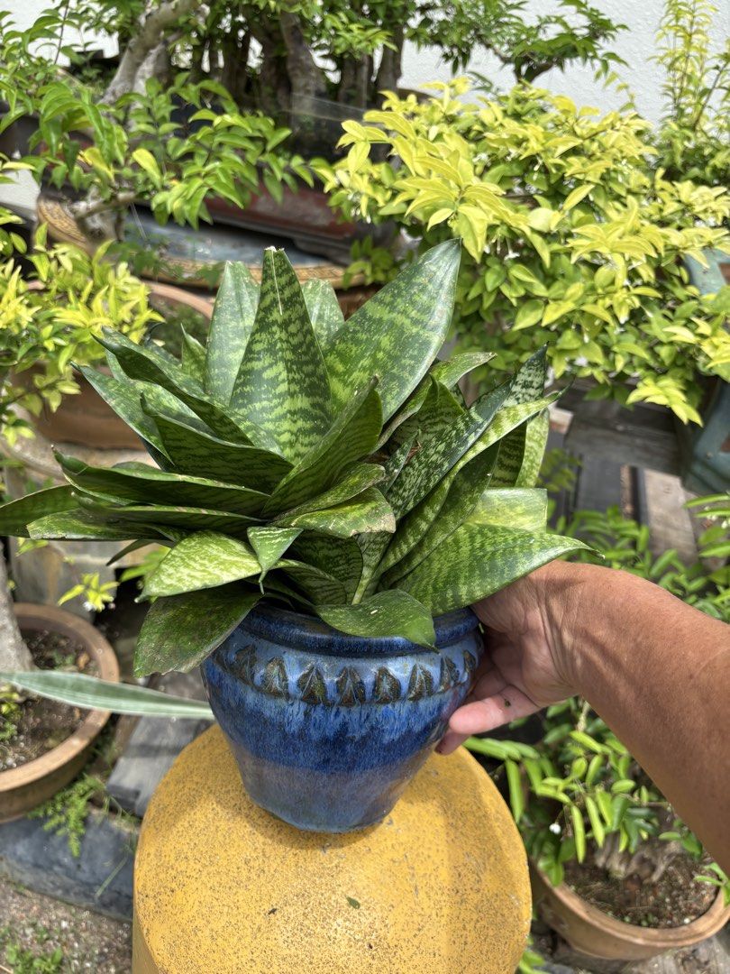 Indoor Plants441157219307366401