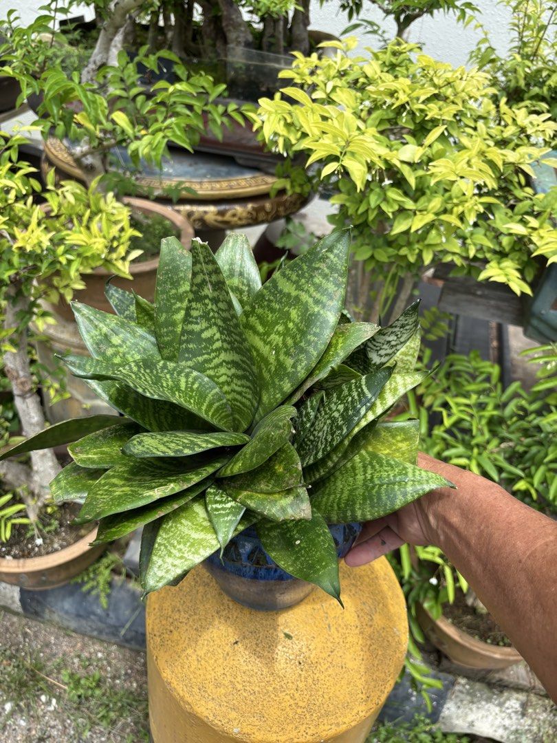 Indoor Plants