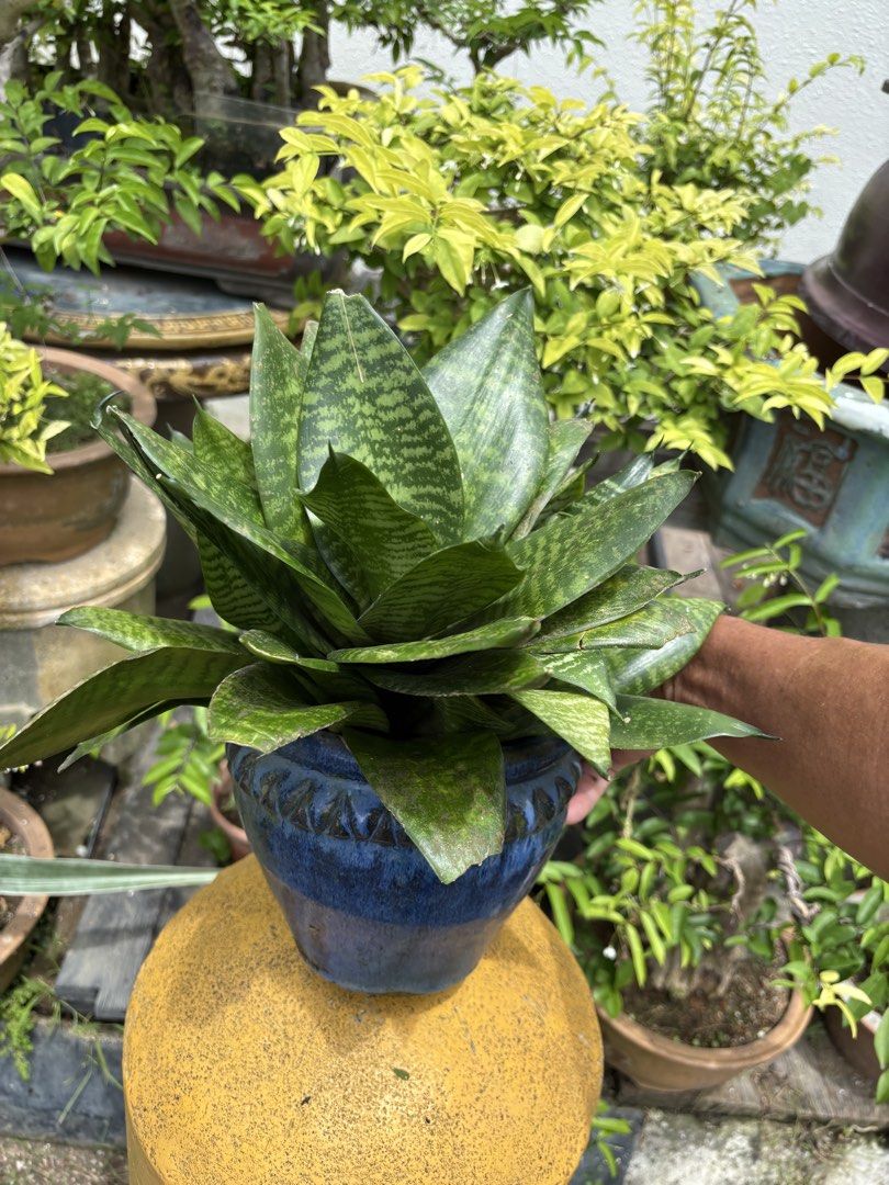Indoor Plants441157219307366402