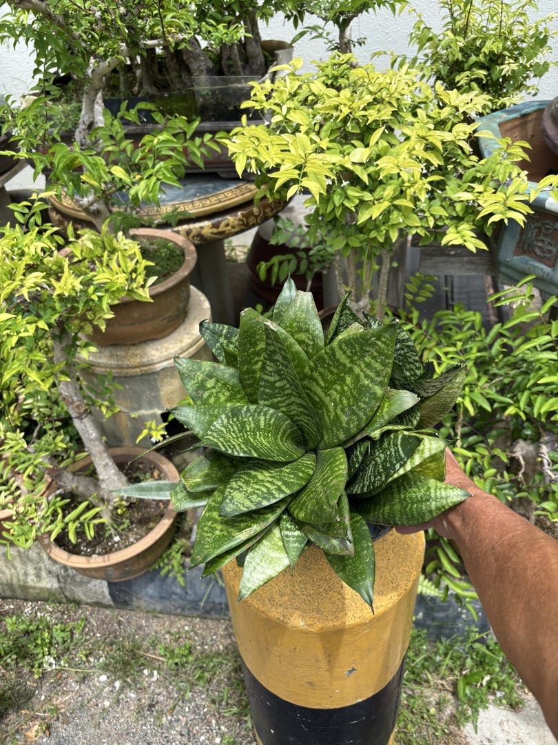 Indoor Plants441157219307366404