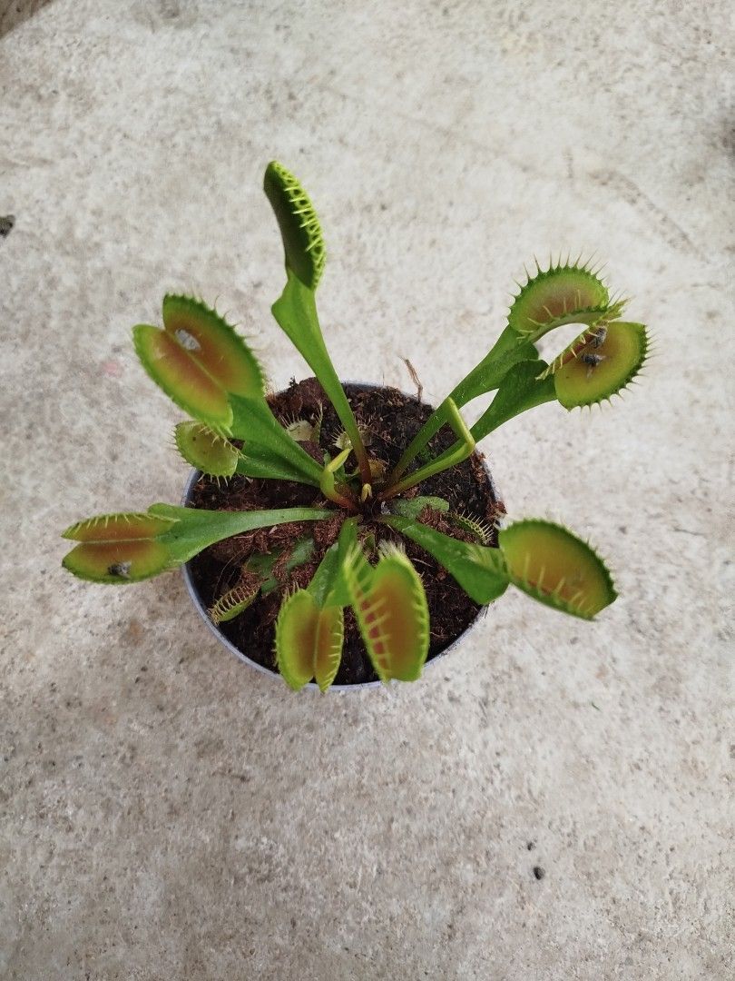 Venus flytrap (Category: Pots & Planters) located in Singapore. Submitted by awwqa (Listing ID 1435196994, Image 3). Description: .