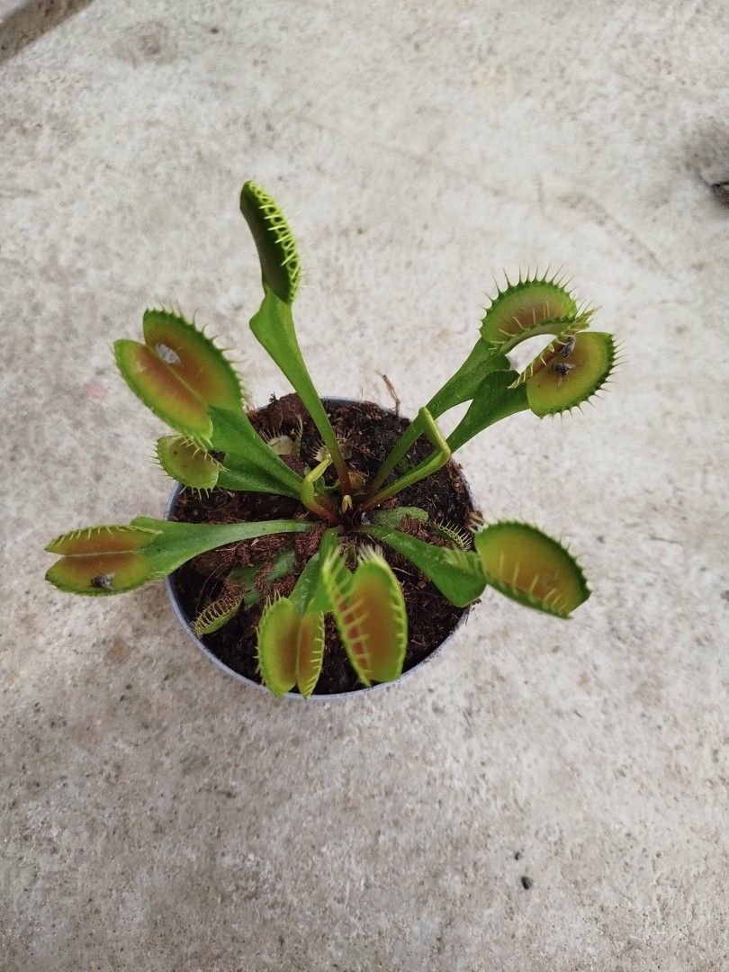 Venus flytrap (Category: Pots & Planters) located in Singapore. Submitted by awwqa (Listing ID 1435196994, Image 2). Description: .