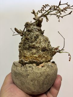 （分類：）位於 。 由 cccharry 提交（商品編號 1430162417，圖片 1）。簡介： 。