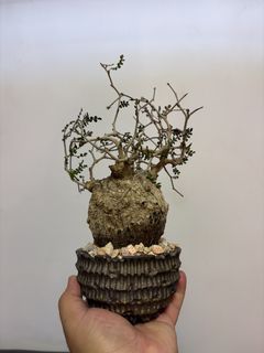 （分類：）位於 。 由 cccharry 提交（商品編號 1430163259，圖片 1）。簡介： 。