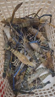 (Category: ) located in . Submitted by thefishwhispererz (Listing ID 1428110823, Image 1). Description: .