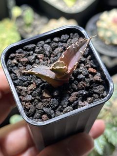 （分類：）位於 。 由 hujang 提交（商品編號 1430150533，圖片 1）。簡介： 。