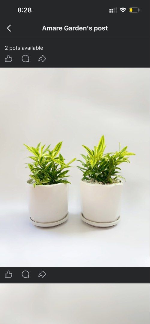 Japanese Bamboo in Ceramic Pot (Category: Pots & Planters) located in Bacoor. Submitted by mayasells (Listing ID 1430038452, Image 1). Description: Two Japanese Bamboo plants are available, each potted in a white ceramic pot. The plants have vibrant green and yellow leaves, and the pots are filled with white pebbles. Each pot comes with a matching saucer. The price is ₱550 per pot..