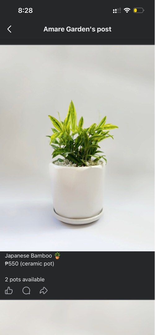Japanese Bamboo in Ceramic Pot (Category: Pots & Planters) located in Bacoor. Submitted by mayasells (Listing ID 1430038452, Image 2). Description: Two Japanese Bamboo plants are available, each potted in a white ceramic pot. The plants have vibrant green and yellow leaves, and the pots are filled with white pebbles. Each pot comes with a matching saucer. The price is ₱550 per pot..