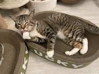 （分類：）位於 。 由 heruxepet 提交（商品編號 1430062738，圖片 1）。簡介： 。