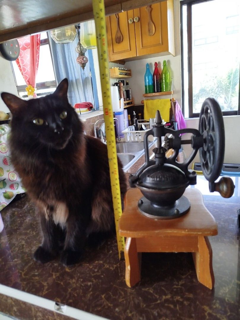 Vintage Hand Crank Coffee Grinder (Category: Coffee Machines & Makers) located in Makati City. Submitted by meowmyella (Listing ID 1430043481, Image 3). Description: Vintage hand crank coffee grinder features a cast iron body and a wooden base. It has a crank handle and a small drawer for collecting ground coffee. It's a charming addition to any kitchen or coffee enthusiast's collection. Selling for PHP 1,000 only! ‼️missing coffee dispenser BUT 
