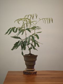 （分類：）位於 。 由 elsamouse 提交（商品編號 1430306973，圖片 1）。簡介： 。