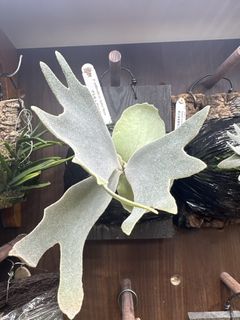 （分類：）位於 。 由 zibet_c 提交（商品編號 1412597165，圖片 1）。簡介： 。