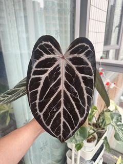 （分類：）位於 。 由 greenplantsstar 提交（商品編號 1430223812，圖片 1）。簡介： 。