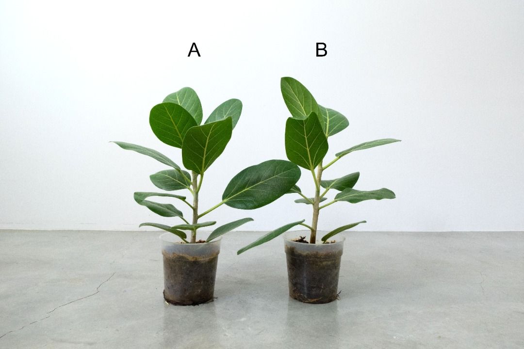 Ficus Audrey, Ficus benghalensis