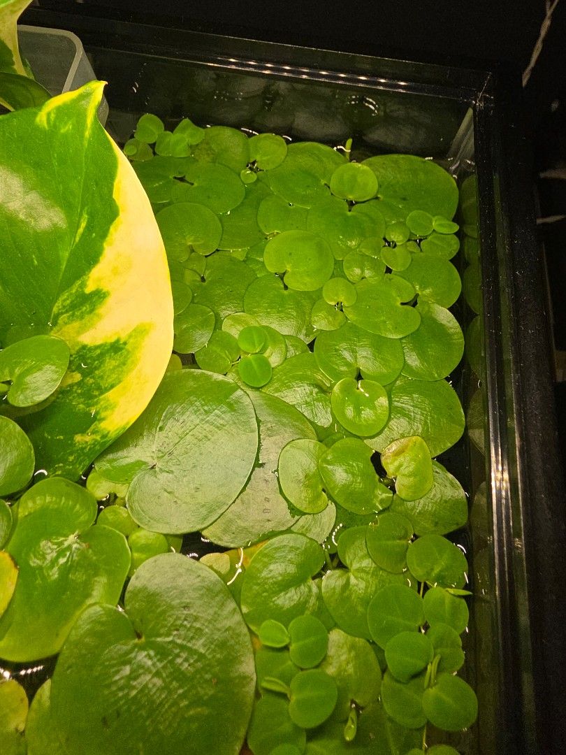 Frogbit amazon (Category: Plants & Seeds) located in Singapore. Submitted by okidokk (Listing ID 1430346192, Image 2). Description: $2.5 set of 5, larger ones subject to availability. WILL BE BACK MID AUG.