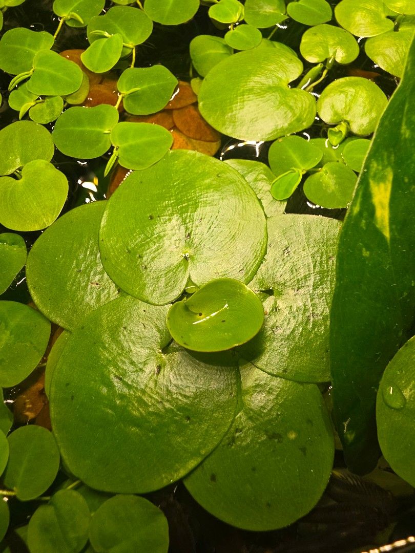 Frogbit amazon (Category: Plants & Seeds) located in Singapore. Submitted by okidokk (Listing ID 1430346192, Image 1). Description: $2.5 set of 5, larger ones subject to availability. WILL BE BACK MID AUG.