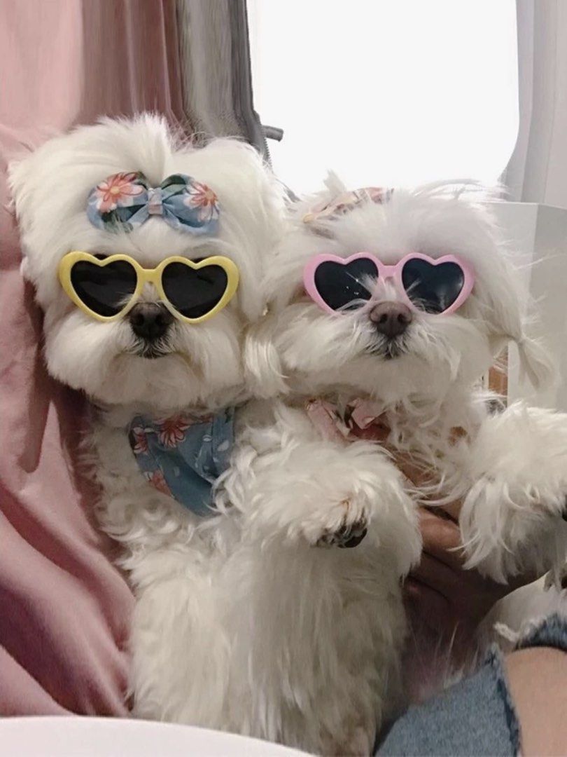 SHEIN Heart-Shaped Dog Sunglasses (Category: Sunglasses & Eyewear) located in Quezon City. Submitted by krstncl (Listing ID 1430280148, Image 2). Description: .
