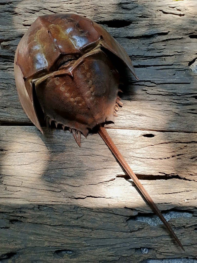 Horseshoe Crab Shell Specimen (Category: Vintage Collectibles) located in Quezon City. Submitted by turpentinechaser (Listing ID 1430283692, Image 1). Description: Horseshoe crab shell. It has a brown, segmented body with a long, pointed tail. The shell is resting on a weathered wooden surface. It could be a unique addition to a collection or a decorative piece..